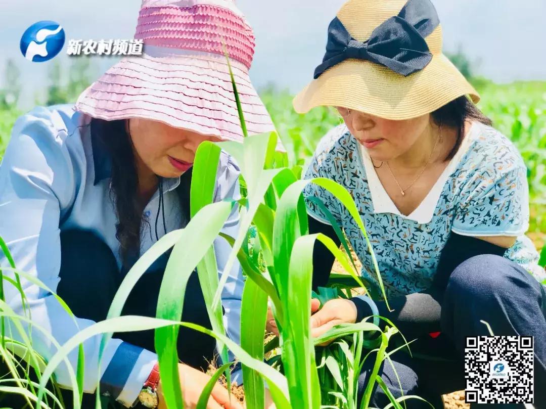 谷子病虫害防治技术宣传画册,谷子病虫害中午可打农药吗