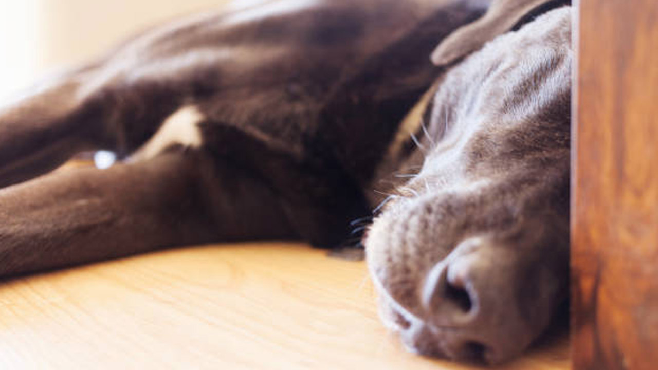 狗狗癫痫病发作怎么处理,狗狗癫癫的是什么原因