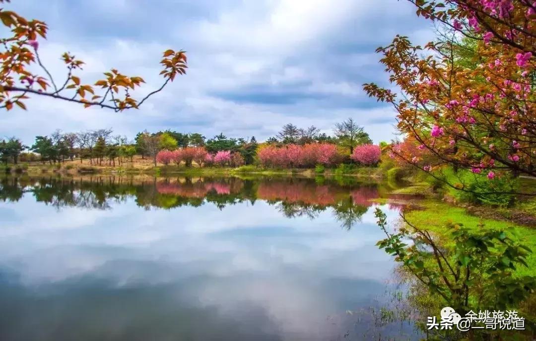 浙江看日本樱花最佳地方,浙江赏樱花最佳地排行榜