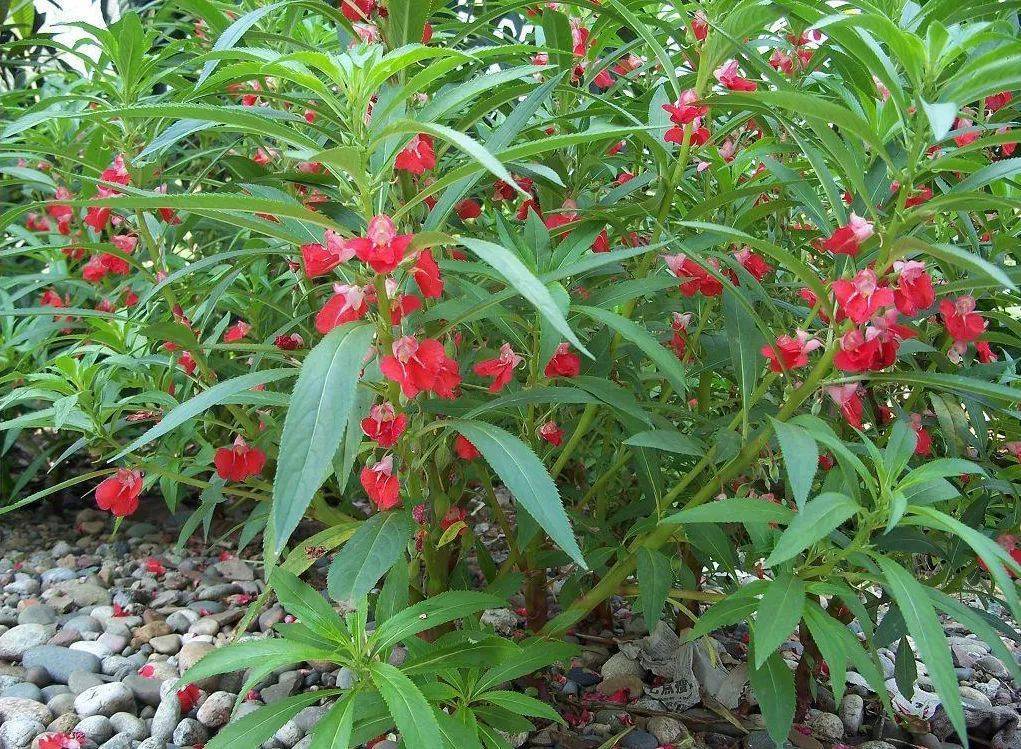 植物世界丨40款人见人爱的爆火花卉居然都是入侵植物，丢弃要犯罪