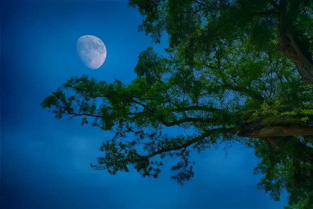 中秋月儿古诗,中秋月儿挂树梢