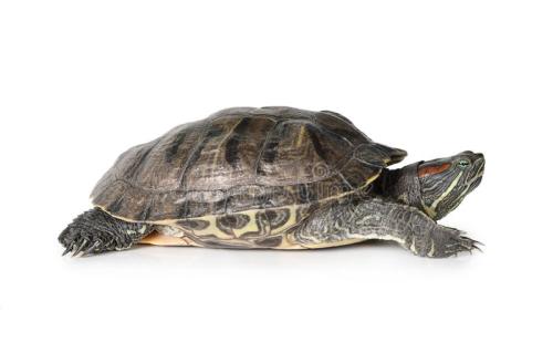 乌龟怎么饲养才能不乱跑,乌龟怎么饲养不生病