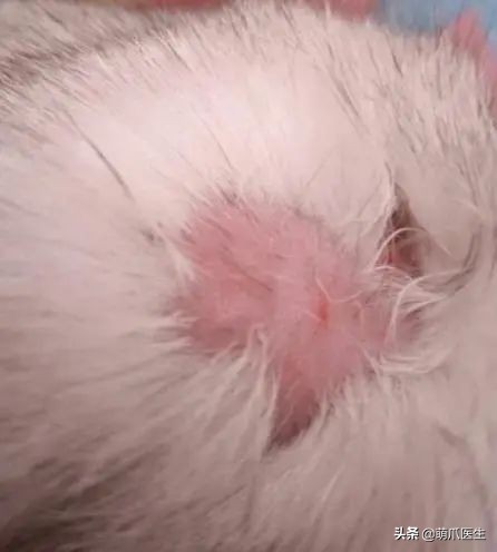 猫咪过敏是属于炎症反应吗,猫咪过敏怎么排除过敏源