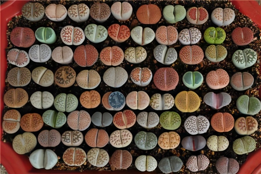 记录我养生石花踩过的坑，总结这八点让你的生石花长得饱满又艳丽