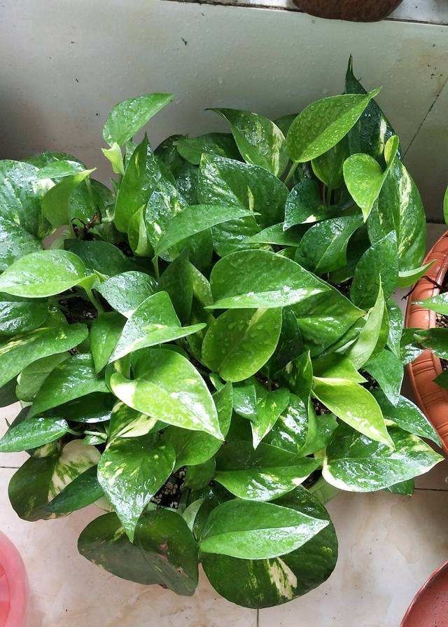 绿萝突然变黑,绿萝冬季注意这6点告别黄叶烂根