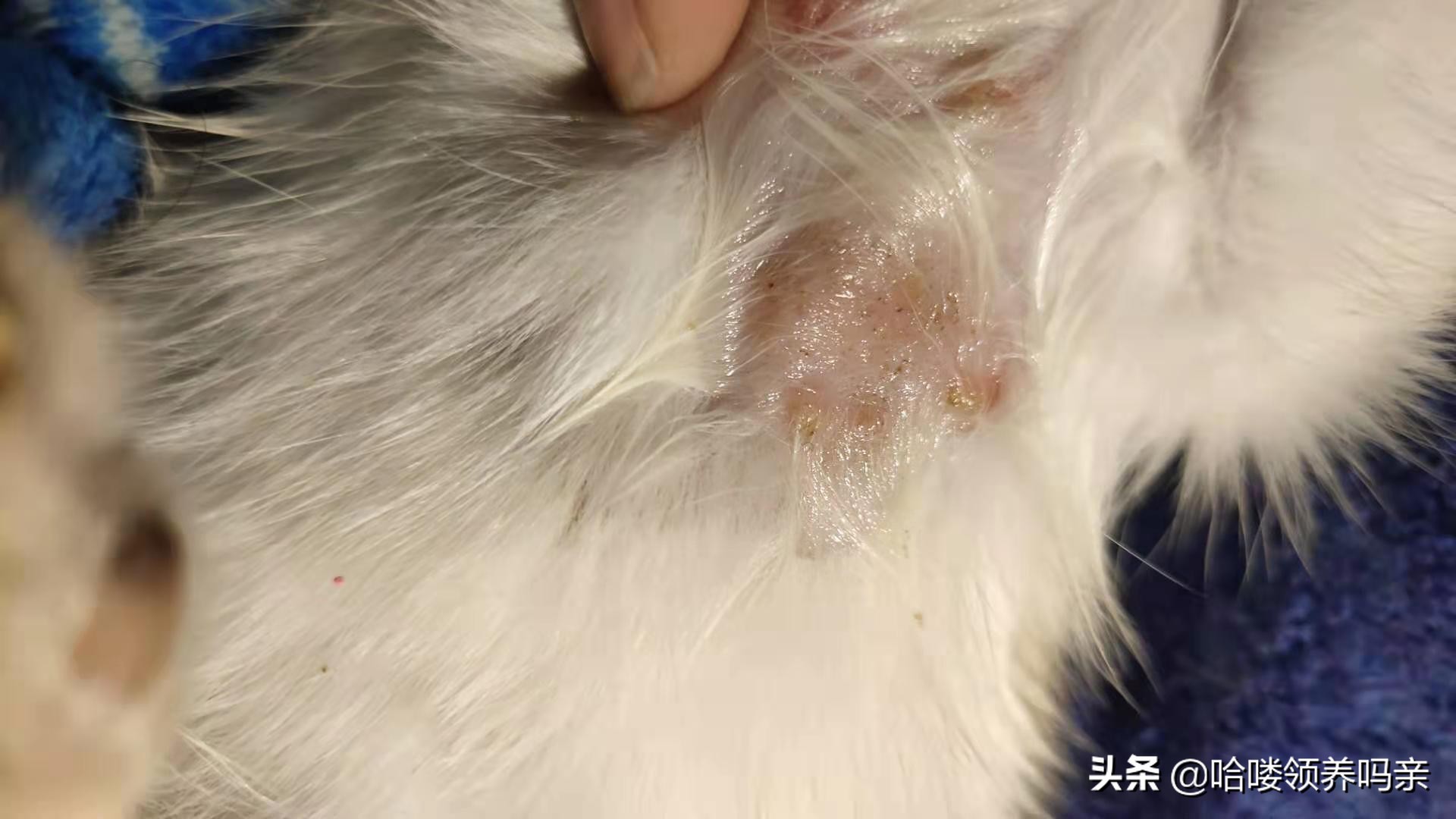 猫咪如果得了猫癣该怎么治,猫咪如果得了猫癣该怎么办