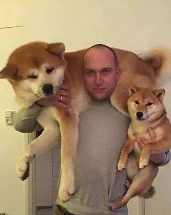 秋田柴犬和柯基哪个更倔,秋田柴犬和柯基的区别