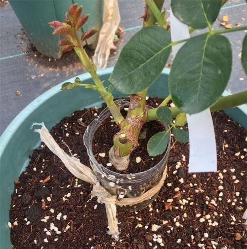 月季苗怎么养壮？记住“2点”，一年长成大盆栽，开花数量多10倍