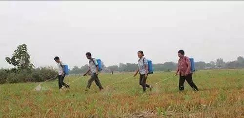 老乡收了几千斤玉米,老乡收玉米