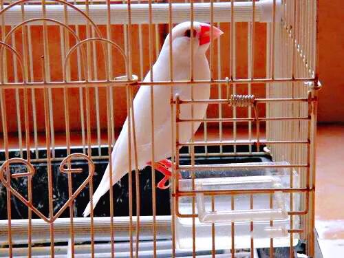 金丝雀鸟品种大全,金丝雀鸟图片及鸣叫