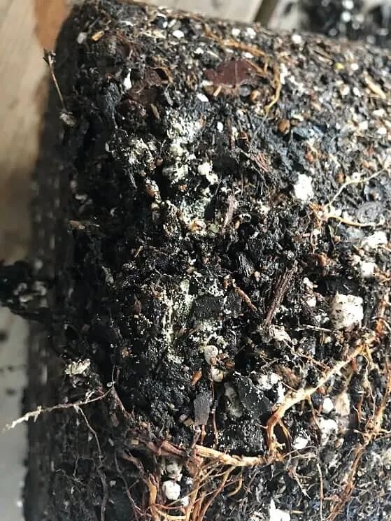 家里养的茶花老掉叶子怎么回事,茶花黄叶月季花黄叶