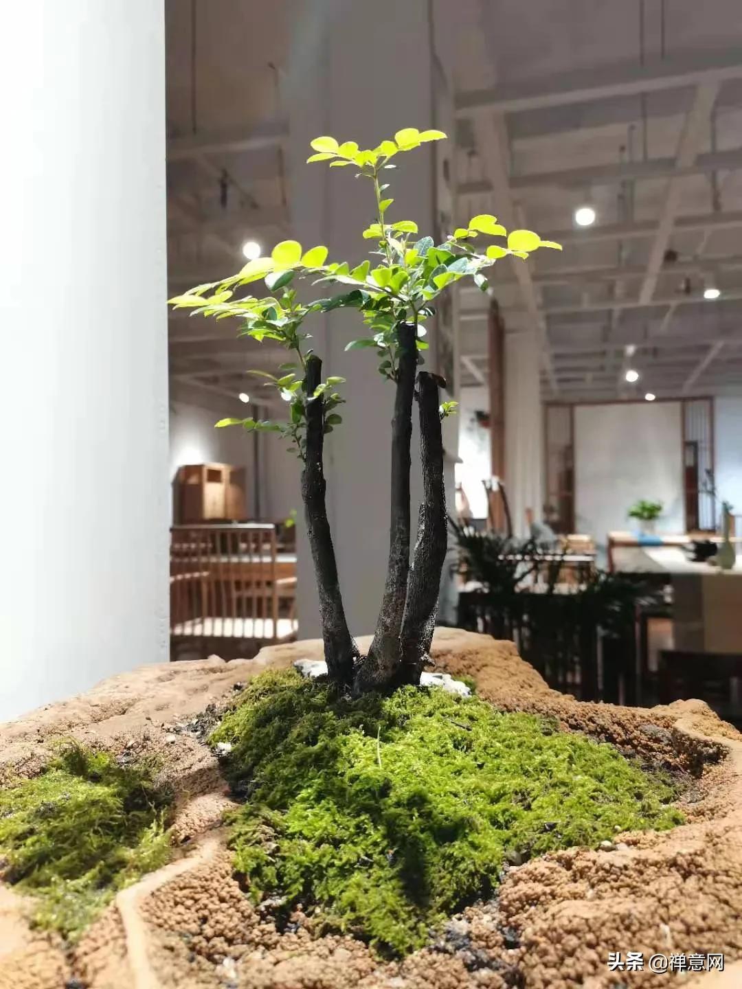 器物有道，三分用、七分养