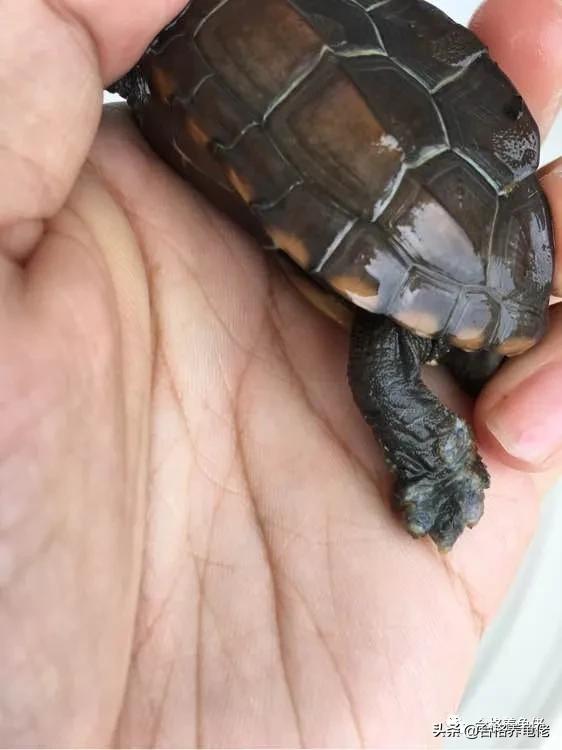 龟的腐皮腐甲严重怎么办,龟的腐皮需要弄掉吗