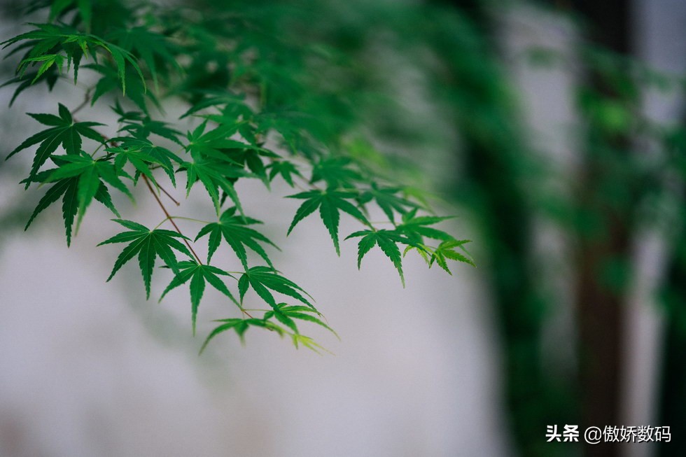 拙政园最让人欣赏的地方,拙政园十大特色