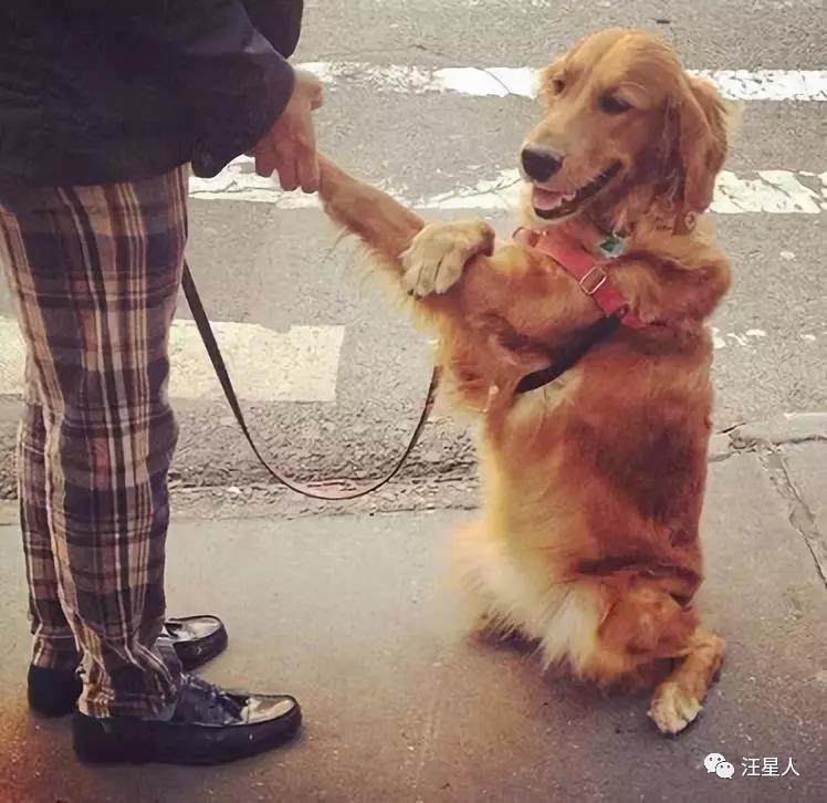 金毛训练抱腿,金毛抱住腿