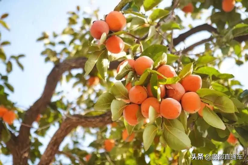 2019，在最好的时间，挑最好的地点，吃最好的食物！