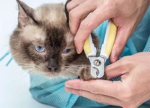 冬天给猫咪洗澡,小狗冬天洗澡注意事项