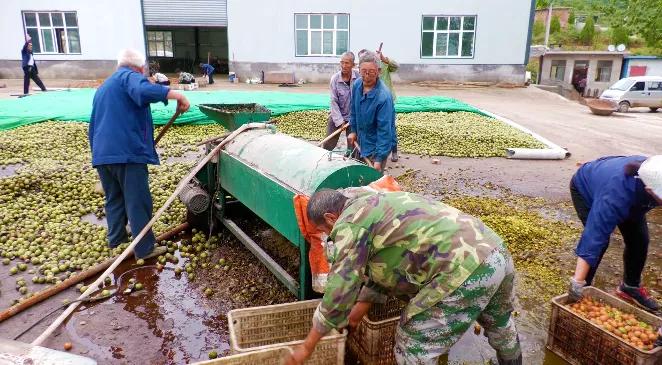邯郸白露,涉县白露打核桃视频
