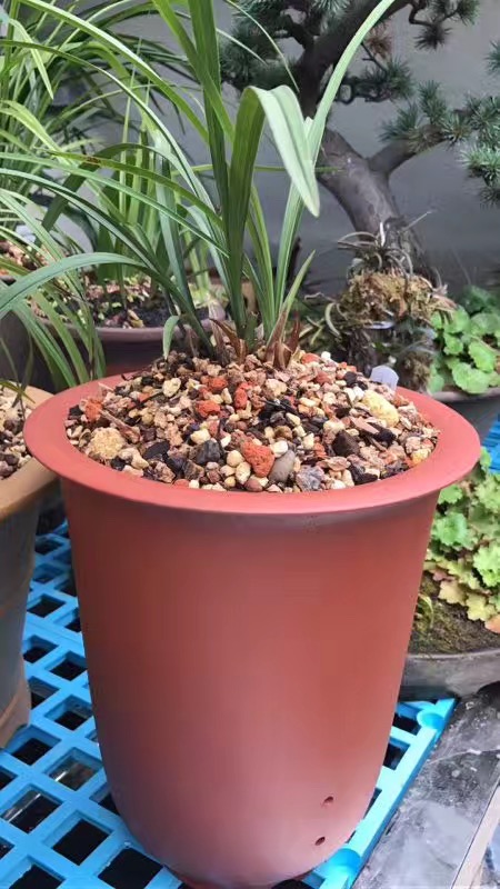 怎样判断兰花花苞僵苞,为防止兰花花苞消苞可以套袋吗