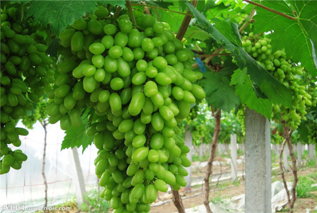 牛奶葡萄种植方法,马奶葡萄种植几年结果
