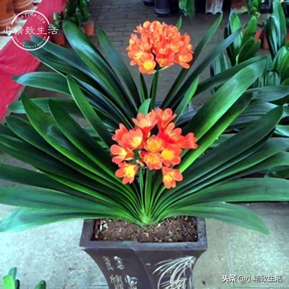 养君子兰需要什么条件才能开花,君子兰怎么养护才能让它开花