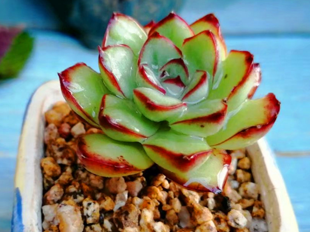 多肉长白霉菌斑怎么处理,白凤多肉叶片有斑是怎么回事