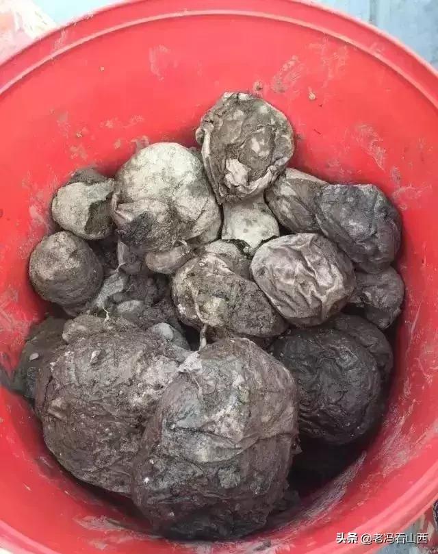 山西忻州静乐天地藜麦,山西静乐县杂粮