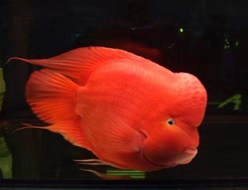 新鱼有鳃病怎么办,新鱼有了应激反应怎么办