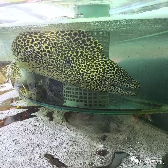 这些外形奇葩而味道超级赞的海鲜,广东十大硬核海鲜品种