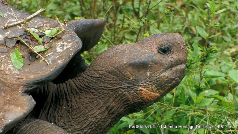 世界上最长寿的象龟多少岁,迄今发现最长寿的龟