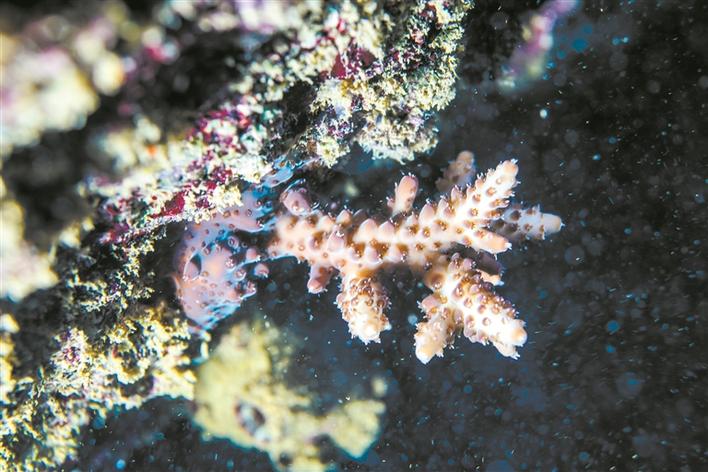 红外相机发现豹猫母子,红外相机拍豹猫吃东西