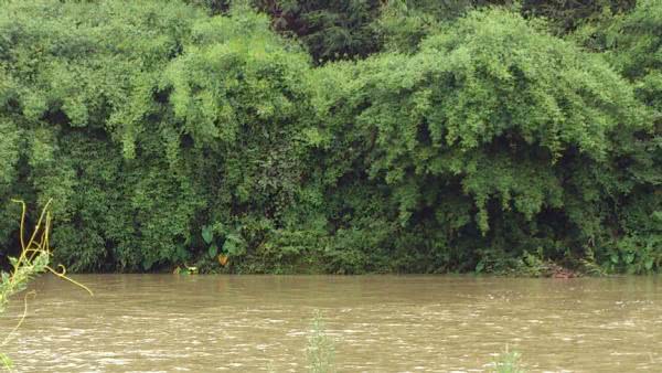 农村河沟里的塘角鱼,因其肉质细嫩,又非常好钓,深受人们喜爱