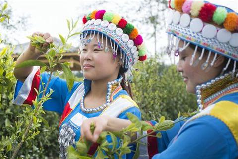 深山一叶香飘万里：在腾冲茶既是绿色资源更是富民支柱