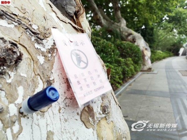 无锡天牛“横行”，三分之一行道树有风险，“小蓝瓶”别随便拔