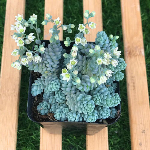 多肉掉叶子怎么挽救,多肉掉叶子补救方法