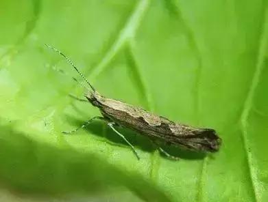 防治蔬菜地下害虫的无公害农药,蔬菜害虫种类及防治ppt