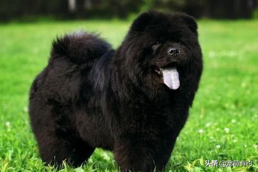 松狮犬的优缺点和怎么喂养,养松狮犬需要注意什么事项