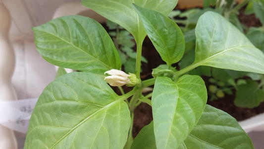 盆栽辣椒结果少,家里盆栽辣椒打枝的正确方法