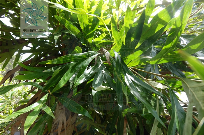 痄腮用仙人掌管用吗,痄腮