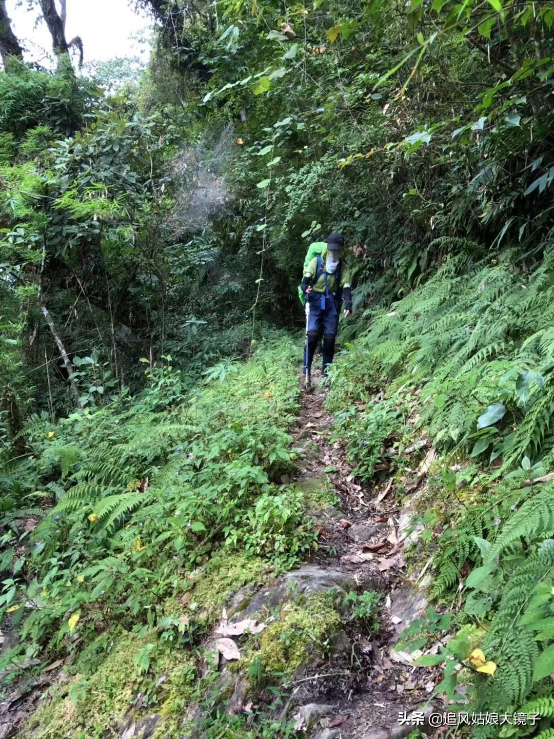 穿越原始的森林,穿越原始森林巨大蜈蚣
