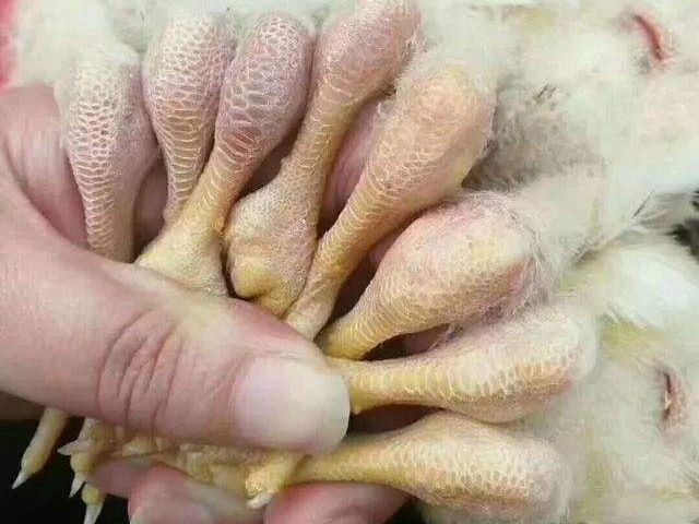 关节肿胀有积液滑膜炎怎么治疗,关节滑膜炎能治好吗