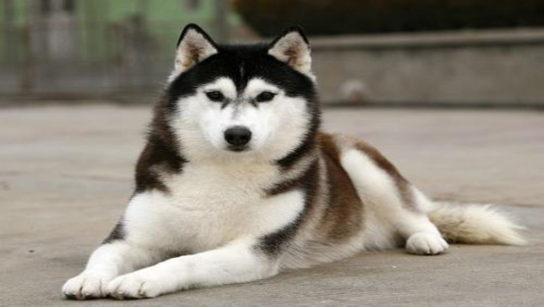 挑选哈士奇性格,挑选哈士奇幼犬技巧