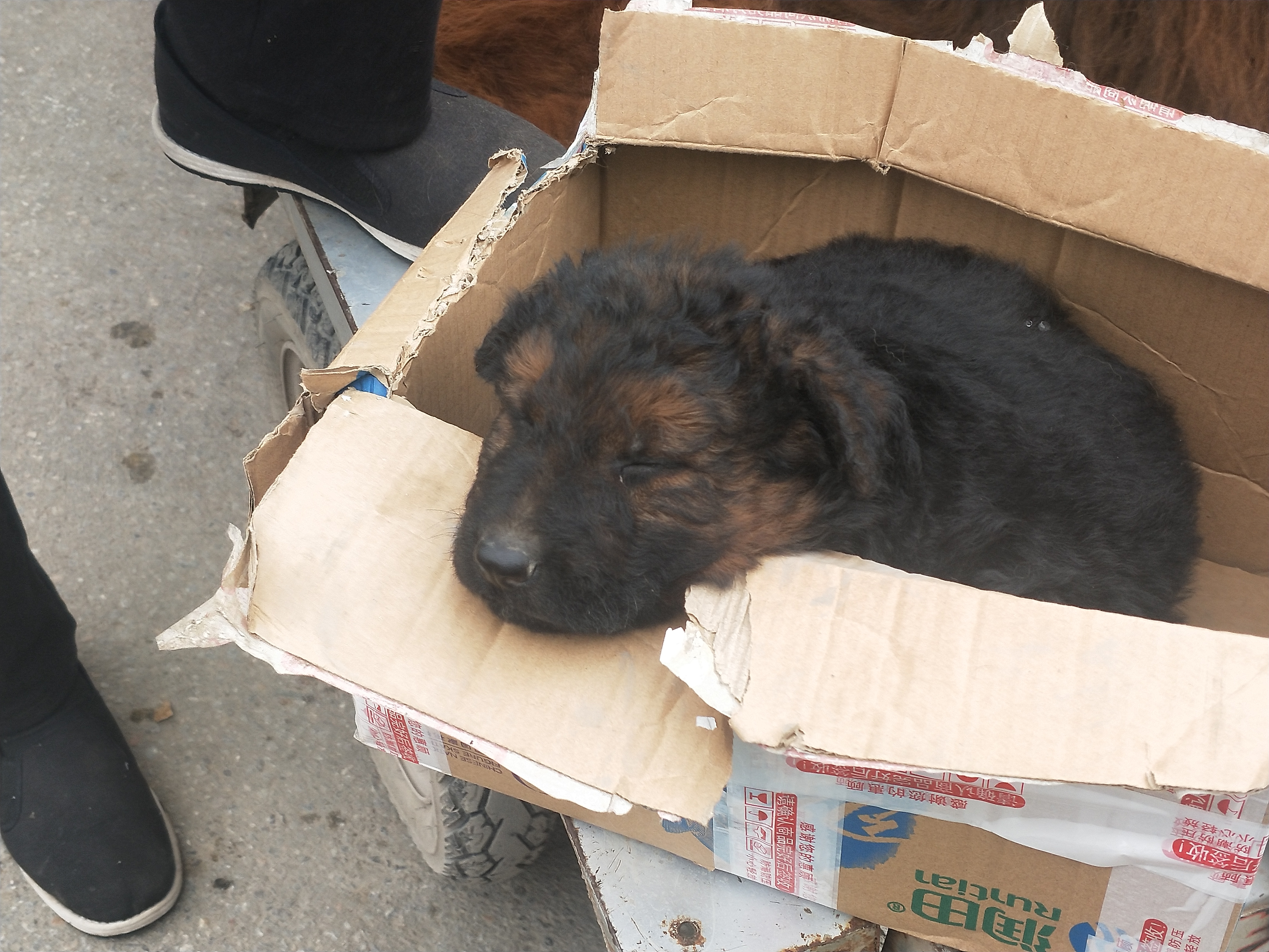 商丘宠物交易市场宠物兔,逛东北宠物交易市场