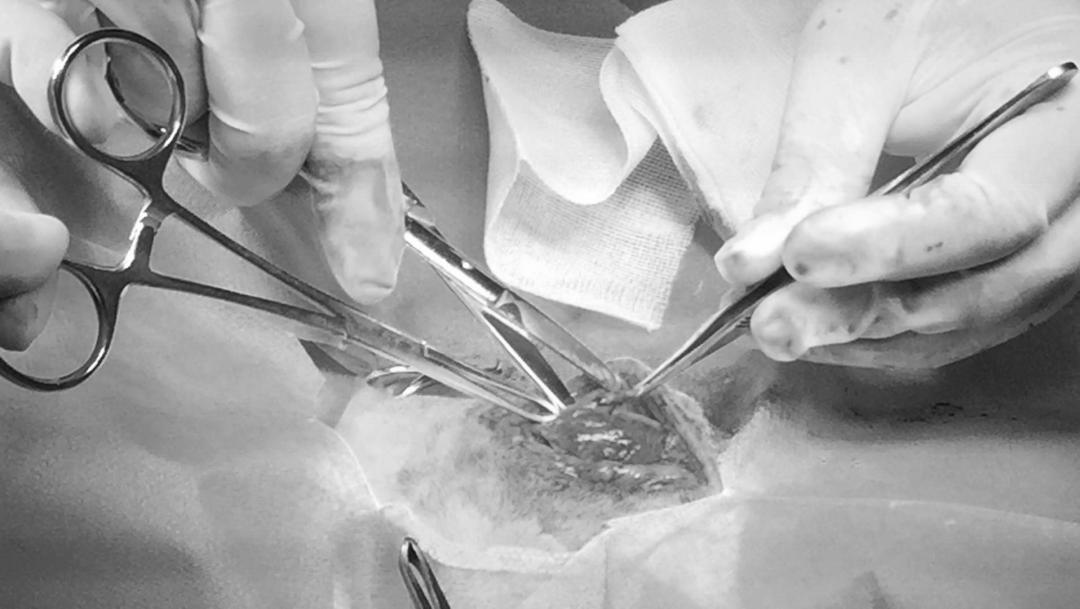 狗狗身上有肿块起脓是怎么回事,如果狗狗身上有虫子怎么办