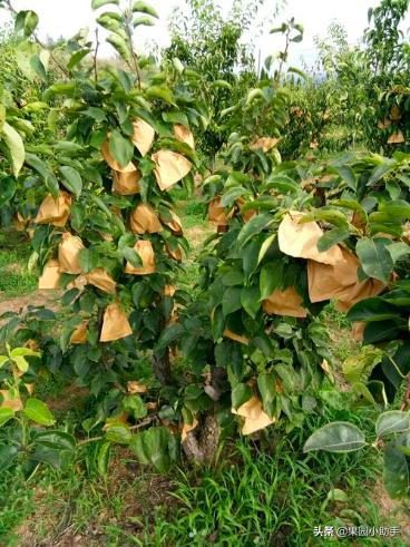 梨树开花时可以打防梨锈病的药吗,为什么梨树喷药了梨锈病更严重