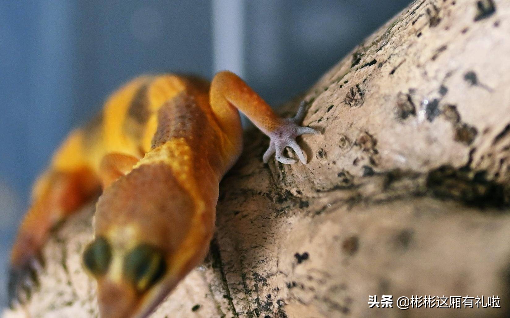 守宫新手养一只还是两只,守宫小白怎么养