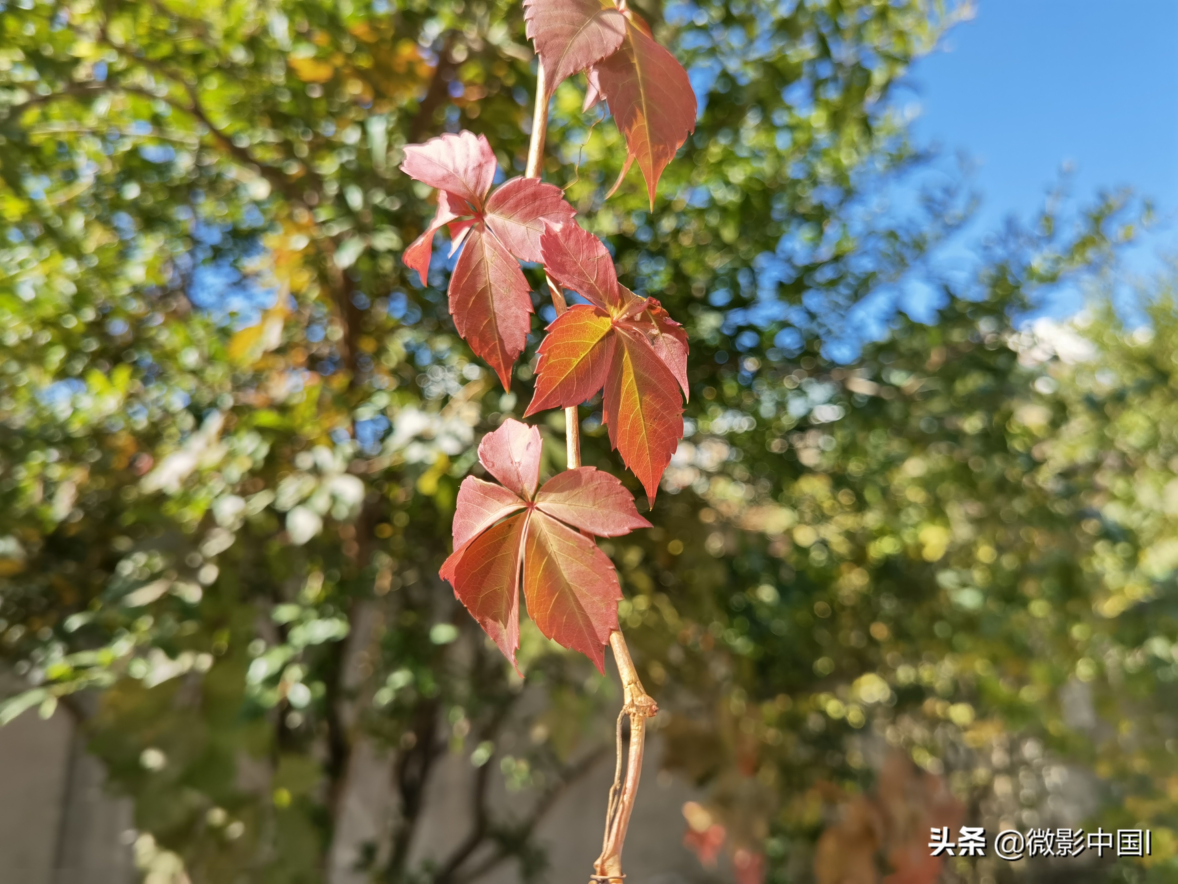 秋风雨韵华彩忆(四章)