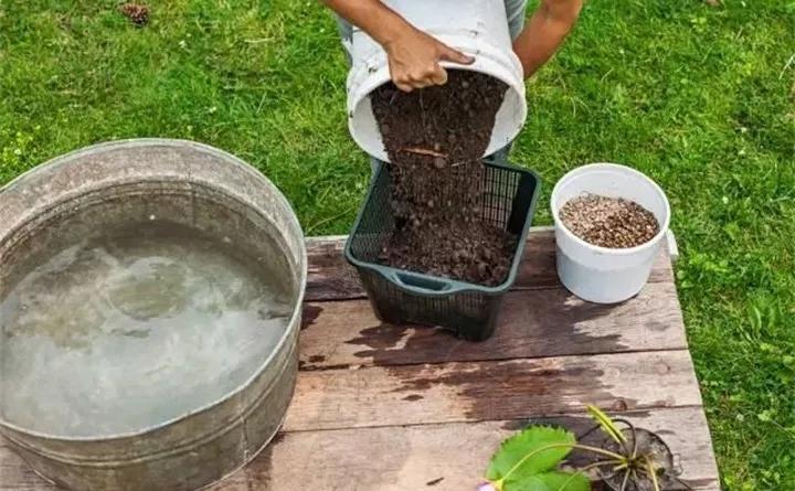 废桶旧盆里添水种花，10分钟成水景，细水长流富贵一生