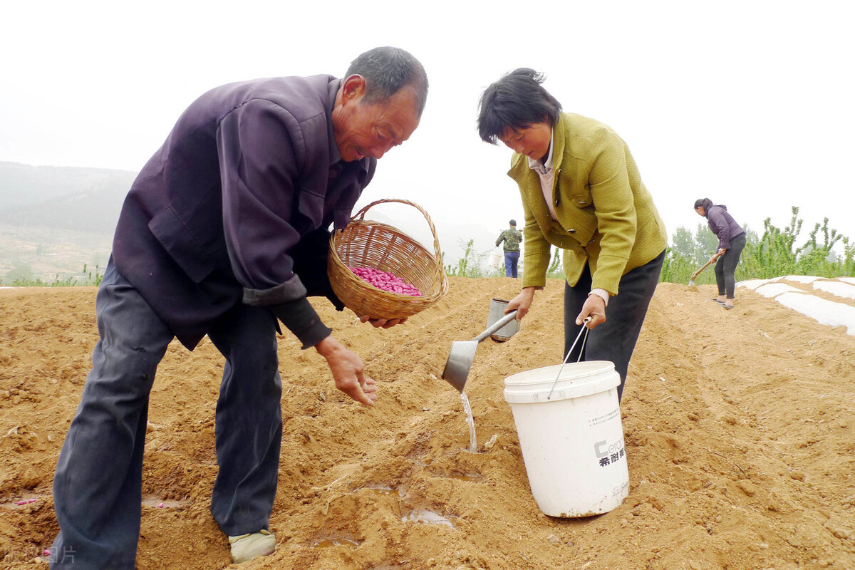 花生种植的秘诀,老一辈代代相传的花生种植方法
