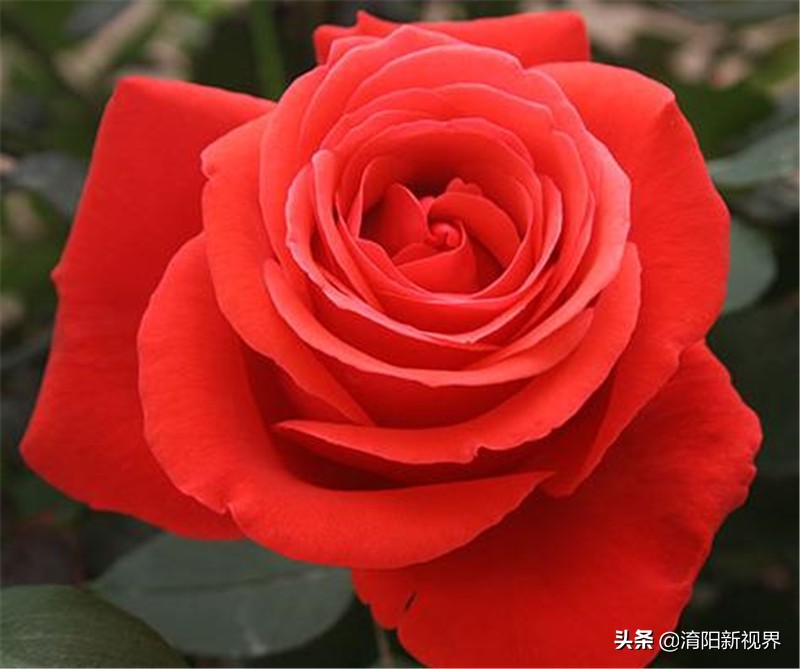 月季创新造型是什么,热门月季品种推荐图片欣赏